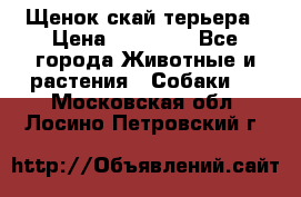 Щенок скай терьера › Цена ­ 20 000 - Все города Животные и растения » Собаки   . Московская обл.,Лосино-Петровский г.